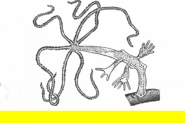 Kraken 2krn at