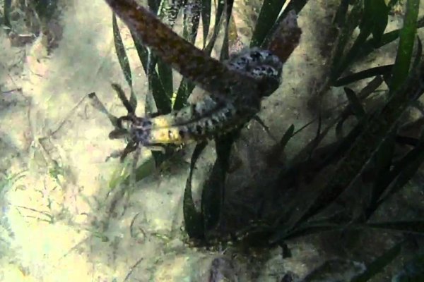 Kraken 13at