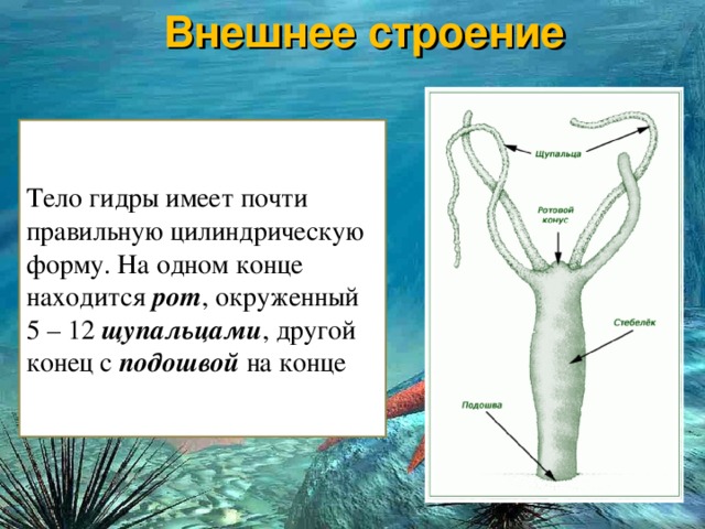 Kra33.at